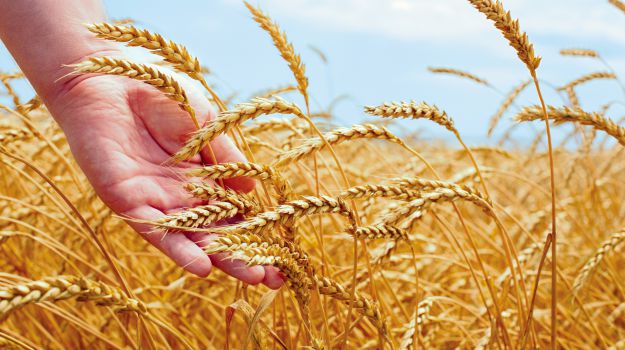 tradeindia-research-wheat